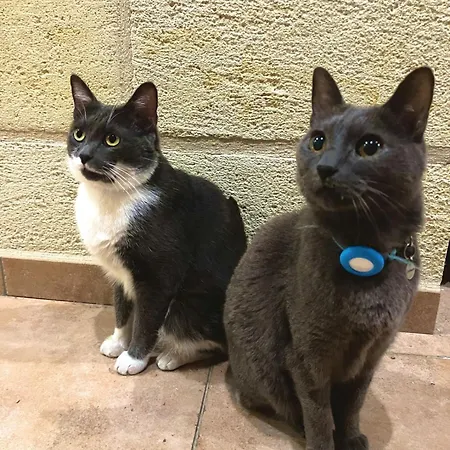 Bed & Breakfast Amis Wine House